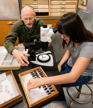 Research And Education In Entomology Department Of College Natural History Museum
