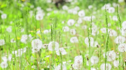 Wall Mural - summer natural background of dandelions. unfocus background