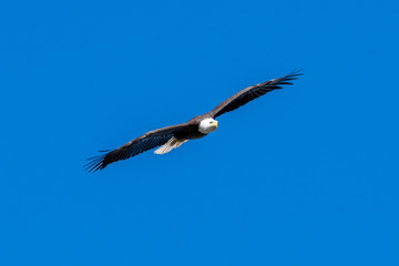 Sticker - A bald eagle glides through the air and blue sky.