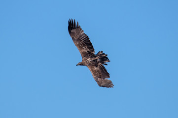 Sticker - A bald eagle glides through the air and blue sky.