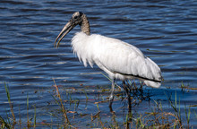 A Wood Stork Forages For Food In The Water.