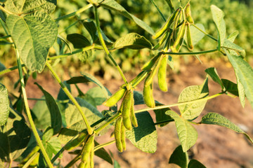 Wall Mural - Soybean field at sunset