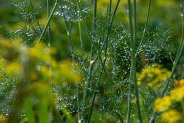 Wall Mural - dew on grass