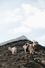 Two Goats Walking In Mountains.