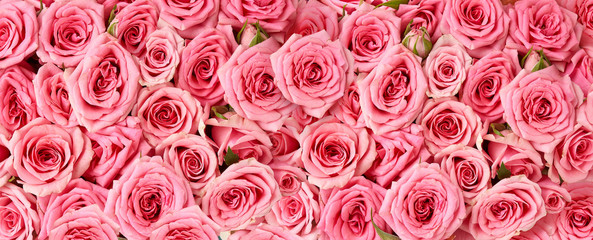 Background image of pink roses. Top view of rose flowers. Studio shot of flowers.