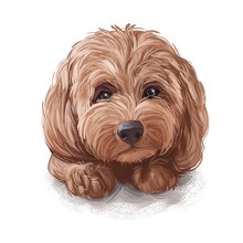 Tan Cockapoo Dog Digital Art Illustration Of Cute Canine Animal. Mixed-breed Dog Cross Between American Cocker Or English Cocker Spaniel, Miniature Or Toy Poodle Hand Drawn Portrait Isolated.