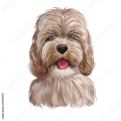 english cocker spaniel and poodle mix