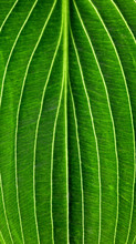 Green Hosta Leaf Macro