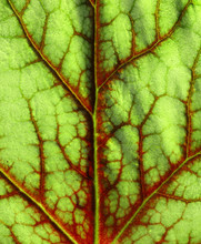 Green Leaf With Red Veins