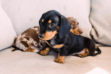 Black And Tan Dachshund Puppy In Front Of A Dappled Puppy