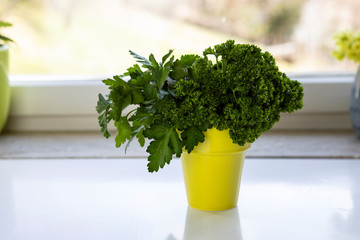 Bunch of fresh parsley in a yellow ceramic pot stands on a white table in the kitchen interior. Bundle of fresh herbs. Green parsley leaves. Healthy cooking.