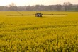 © S. Leitenberger - Traitement phytosanitaire contre le charancon du colza, pulvérisation insecticide sur colza en fleur. Traitement en fin de soirée