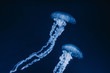 © Chelsea Victoria/Stocksy - Jellyfish