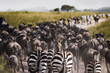 © Kike Arnaiz/Stocksy - Zebras and wildebeests during the big migration in Serengeti Nat