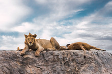 Lions Relaxing On Rock In Serengeti National Park