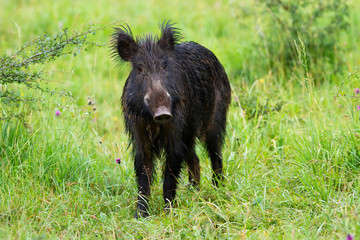 Wall Mural - curious wild boar, sus scrofa, facing camera on green meadow in spring nature. black mammal with lon