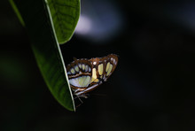 Close Up Of Butterfly Perching On Leaf