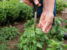 Harvesting Fresh Basil