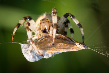 A butterfly caught by spider into its web with green background