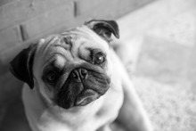 Black And White Close Up Portrait Of A Pug.