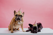 © Rachel Gulotta Photography/Stocksy - Two french bulldogs wearing party hats