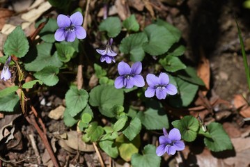 Poster - Violet / Wildflower that blooms on the roadside in spring.