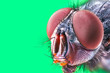 © Garo - fly head stacke macro shot