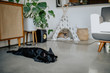 © Rachel Gulotta Photography/Stocksy - French Bulldogs at home