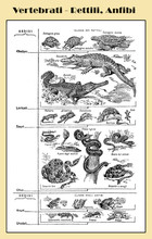 Zoology, All Kind Of Vertebrate Reptilians And Amphibians  -  Lexicon Illustrated Table With Italian Names And Descriptions