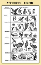 Zoology, All Kind Of Vertebrate Birds, Birds Of Prey, Sparrows, Waterfowls, Doves, Parrows  -  Lexicon Illustrated Table With Italian Names And Descriptions
