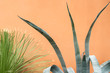 © David Keller/Stocksy - An agave plant next to an orange wall