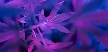 Colorful, Vibrant And Funky Cannabis/marijuana Background