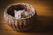 © Cavan Images - Cute tan kitten peeking out over the top of a wicker basket.