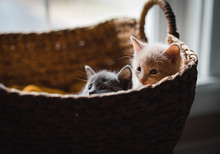 Two Cute Kittens Peeking Out Over The Top Of A Wicker Basket.