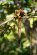Squirrel Monkey On A Branch Looking Down In Costa Rica