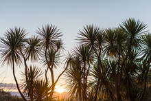 Silhouette Of New Zealand Cabbage Trees At Sunset