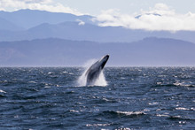 Humpback Whale Breaching Off The Coast Of Victoria British Columbia