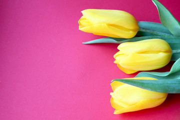 Yellow tulips on a red background. Beautiful greeting card, holidays concept. Copy space for text, top view.