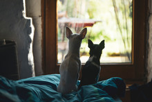Two Dogs And Cat In The Garden Free Stock Photo - Public Domain Pictures