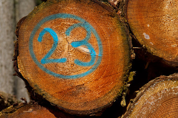 Heap of tree stems, one of them marked in blue with number 23