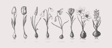Large Set Of Hand-drawn First Spring Flowers. Tulips, Snowdrops, Crocus, Daffodil, Hyacinth With Bulbs Vector Illustration. Botanical Retro Image For Garden Background, Floral Design.