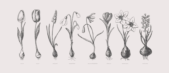 Poster - Large set of hand-drawn first spring flowers. Tulips, snowdrops, crocus, daffodil, hyacinth with bulbs vector illustration. Botanical retro image for garden background, floral design.
