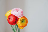 Fresh colorful ranunculus flowers in full bloom on white background.