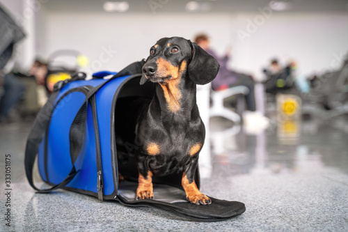 Obedient dachshund dog sits in blue pet carrier in public place and waits the owner. Safe travel with animals by plane or train. Customs quarantine before or after transporting animals across border. © Irina