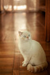 © julia_popova_ph - beautiful white cat with blue eyes posing on camera