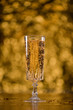champagne glass on gold background