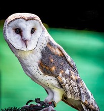 Closeup Shot Of A Cute Barn Owl With A Colorful Blurry Background