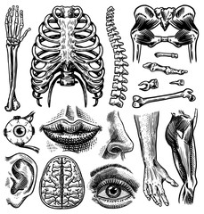 anatomy of human bones and muscles set. organ systems. body and thorax and pelvis, heart and brain, 