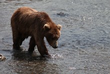 Brown Bear Catching A Fish In The River In Alaska