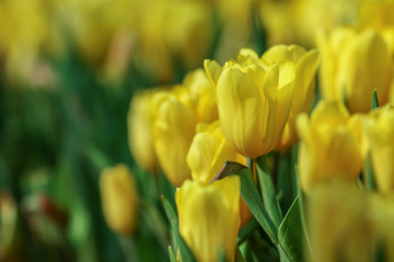 Wall Mural - Beautiful tulip flowers with blured background in the garden. Yellow tulip flowers. Selective focus.